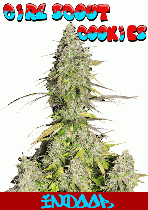 Girl Scout Cookies strain seeds