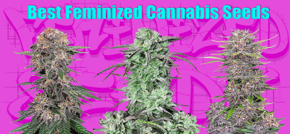 Best Feminized cannabis seeds