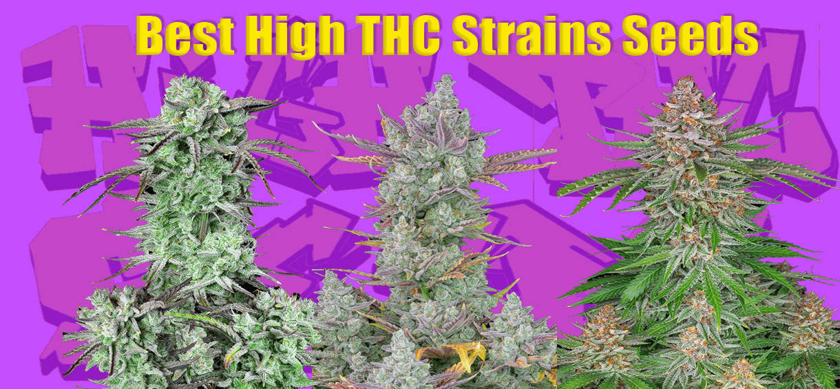 Best High THC cannabis seeds