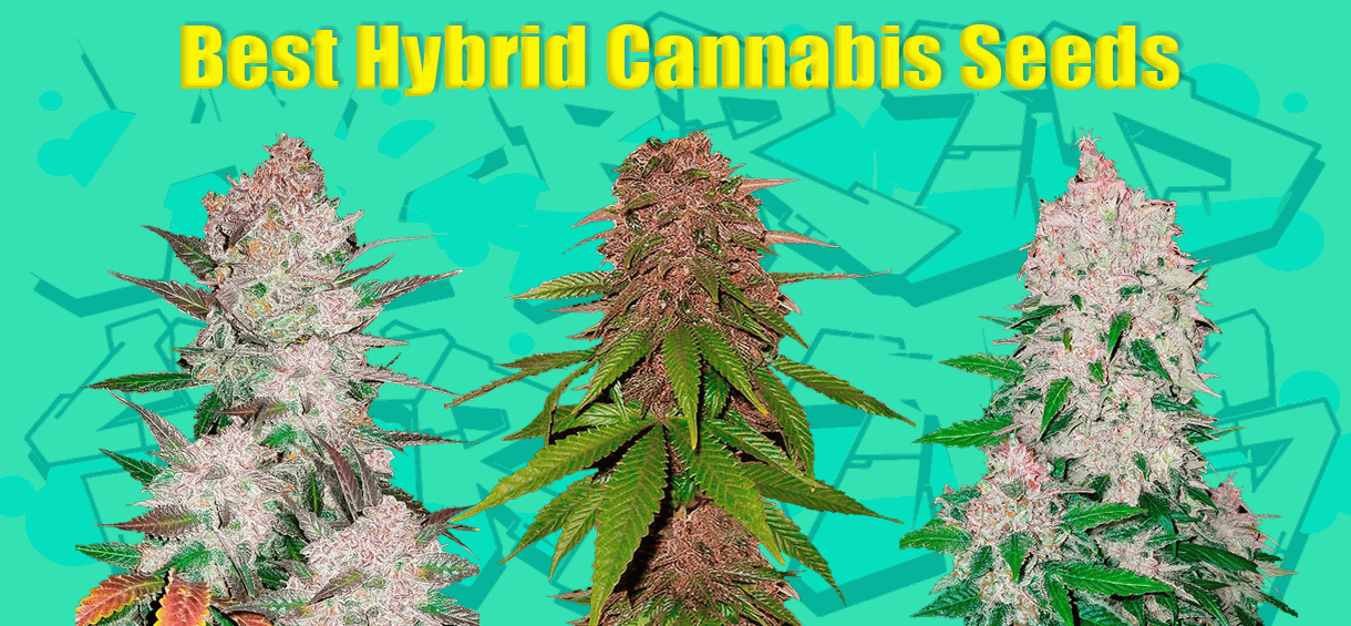 Best Hybrid cannabis seeds