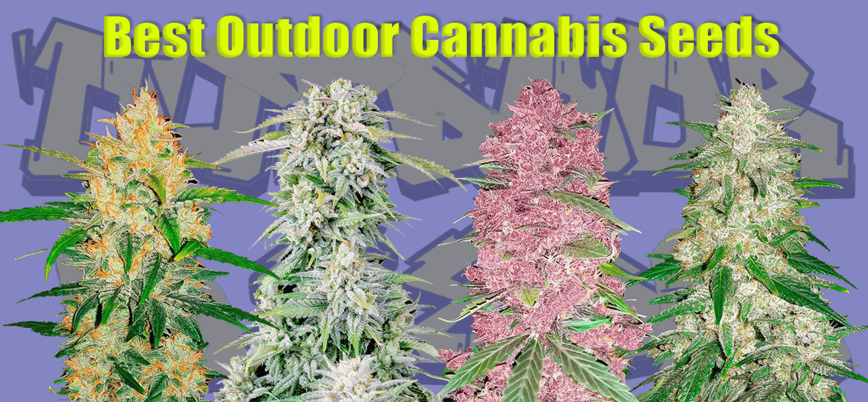 Best Outdoor cannabis seeds