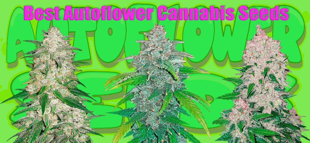 Best autoflower cannabis seeds
