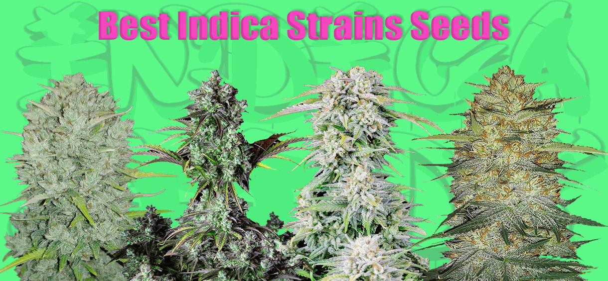 Best Indica cannabis seeds