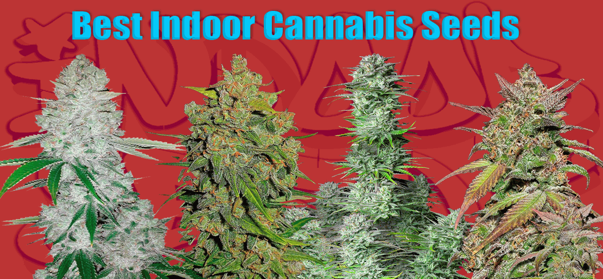 Best Indoor cannabis seeds