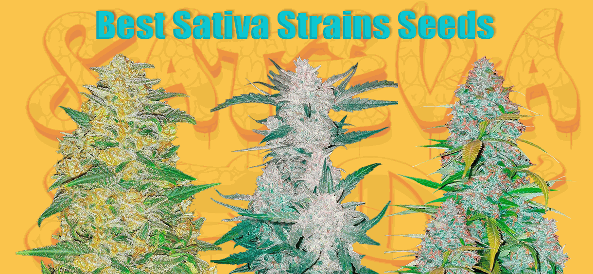Best Sativa cannabis seeds