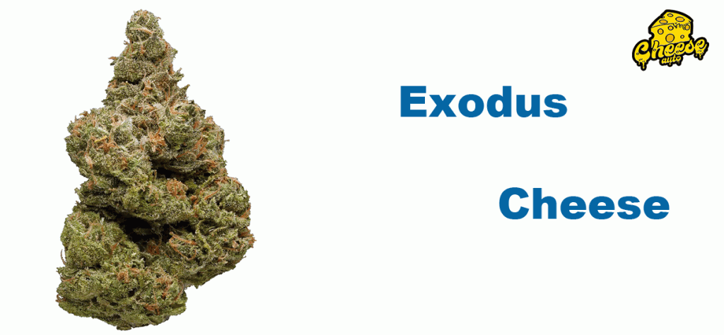 Exodus Cheese Strain Review Information Cannabis Md