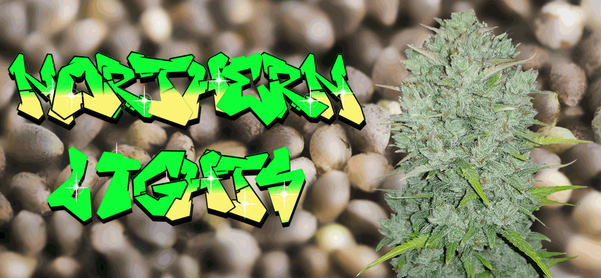 Northern lights strain