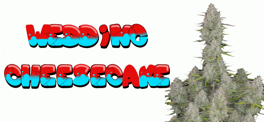 Wedding Cheesecake Strain 🎂🧀 - Review &amp; Information - Cannabis-MD 2024