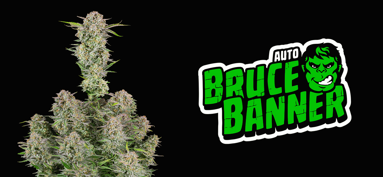 bruce banner strain yield