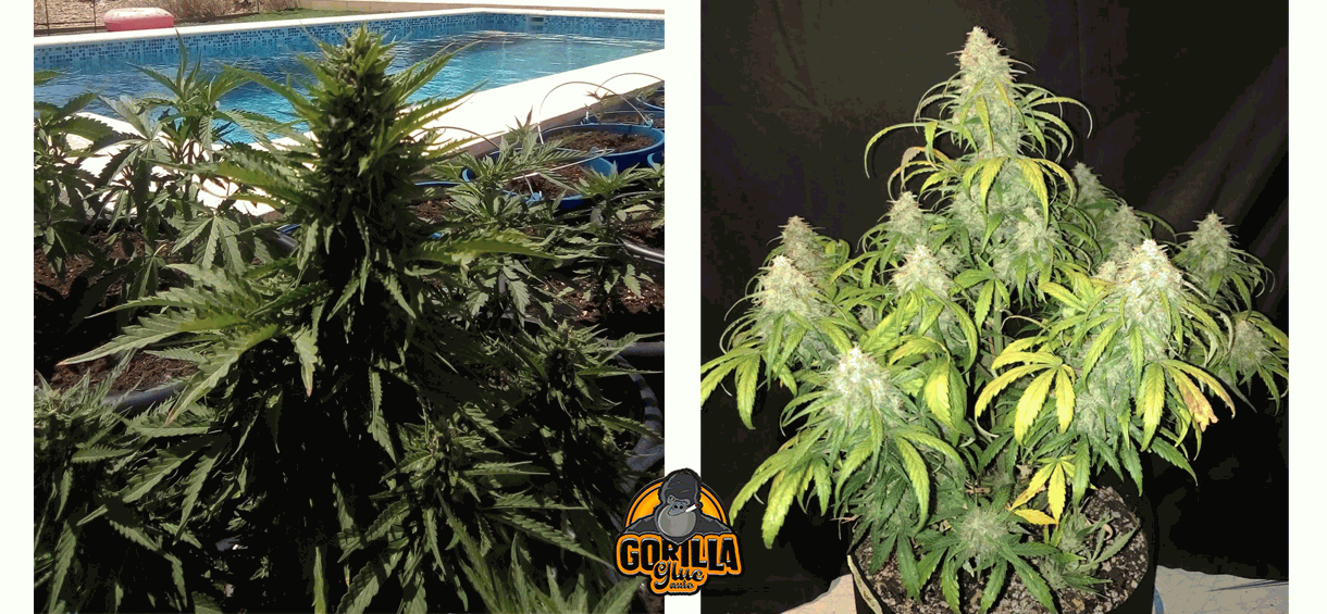 gorilla glue auto
