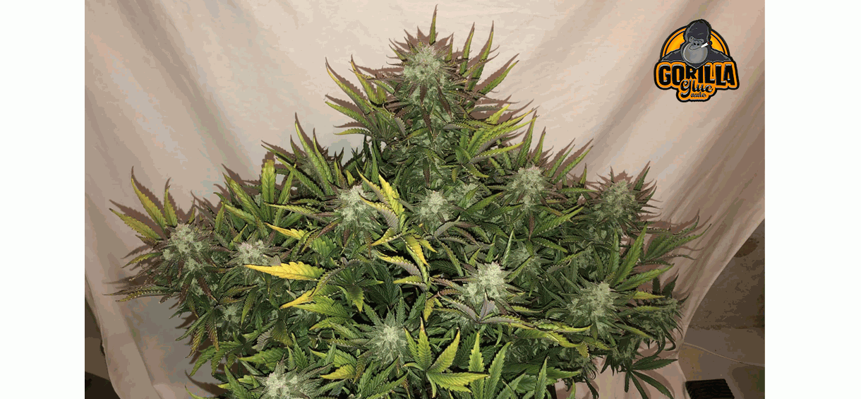 gorilla glue autoflower