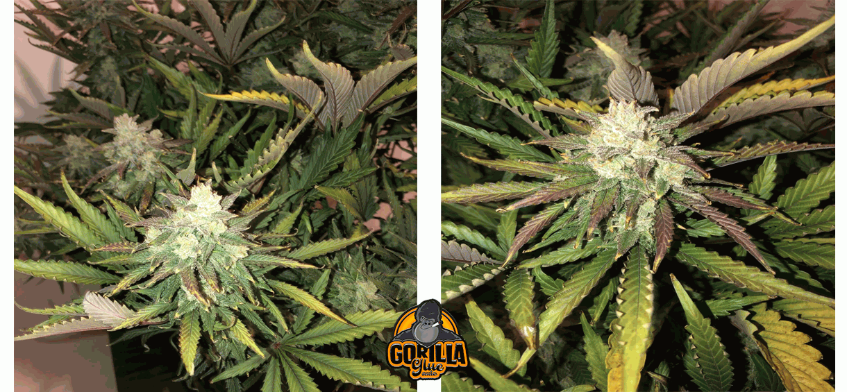 gorilla glue weed