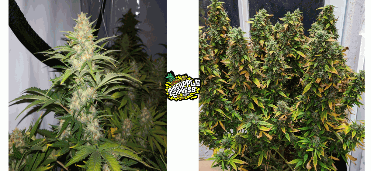 pineapple express plant