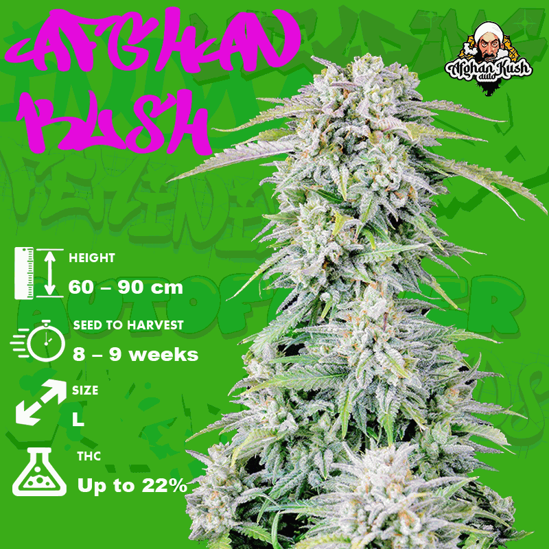 Afghan Kush seeds