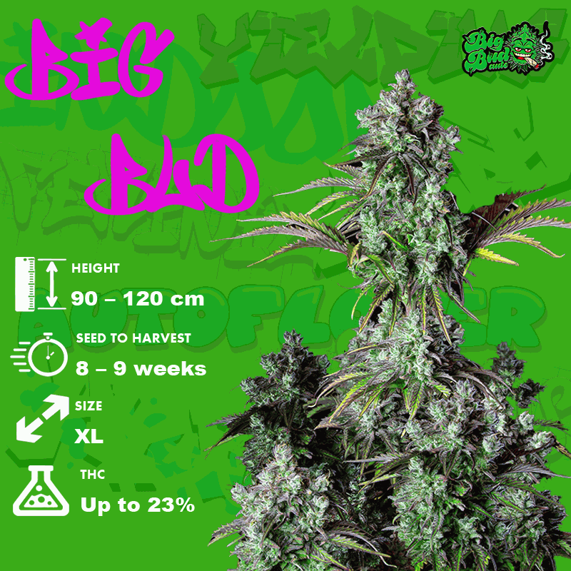 Big Bud seeds