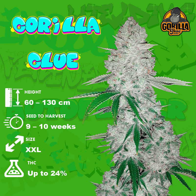 Gorilla Glue seeds