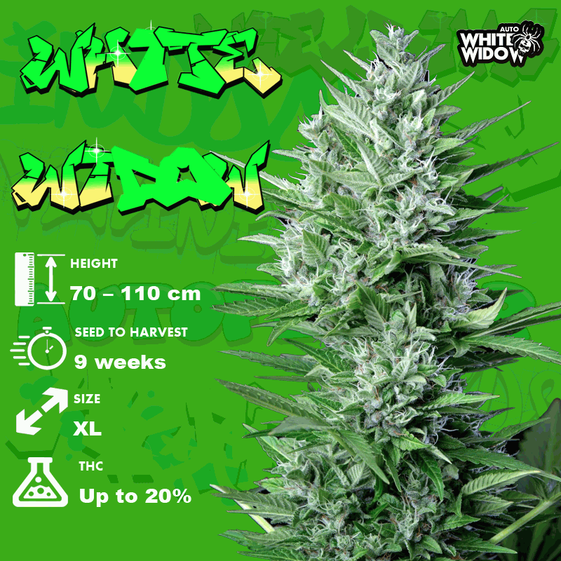 White Widow seeds