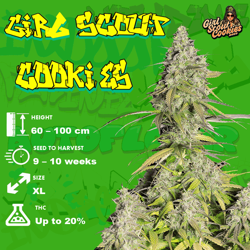 Girl Scout Cookies seeds