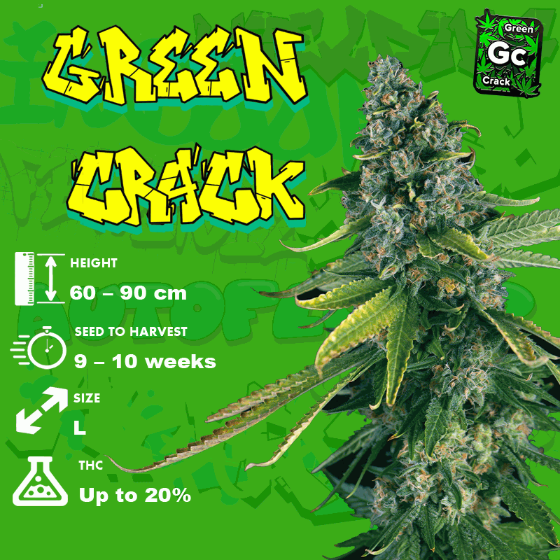 Green Crack seeds grow