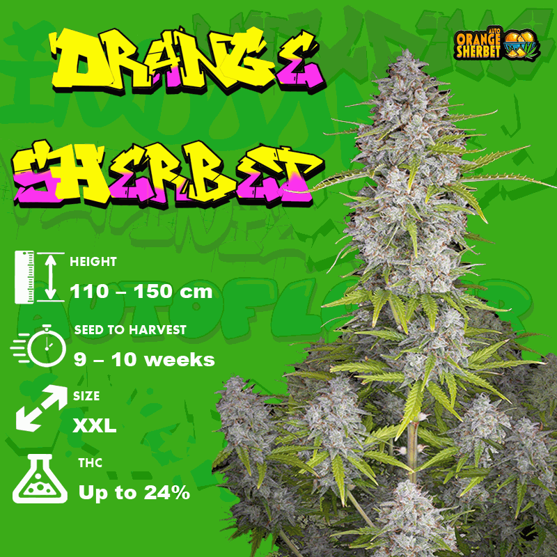 Orange Sherbet seeds