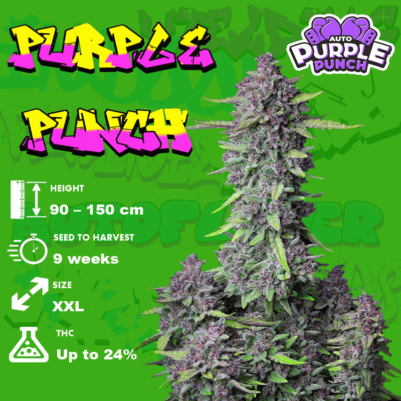 Purple Punch seeds