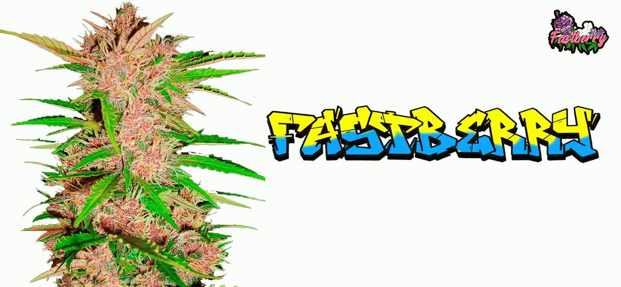 fastberry weed