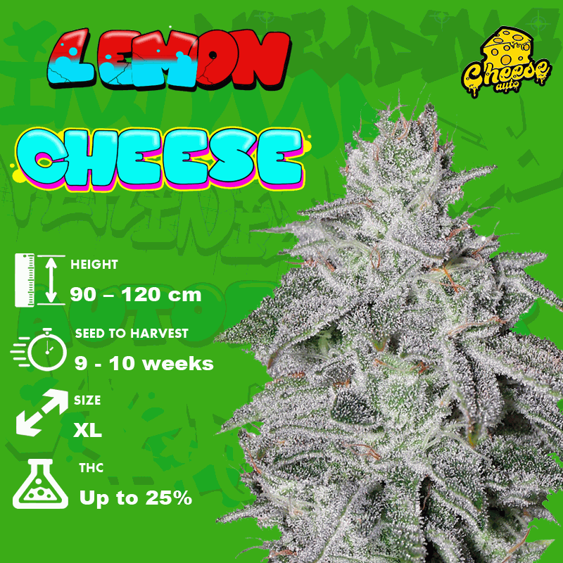 Grow tips Lemon Cheese seeds