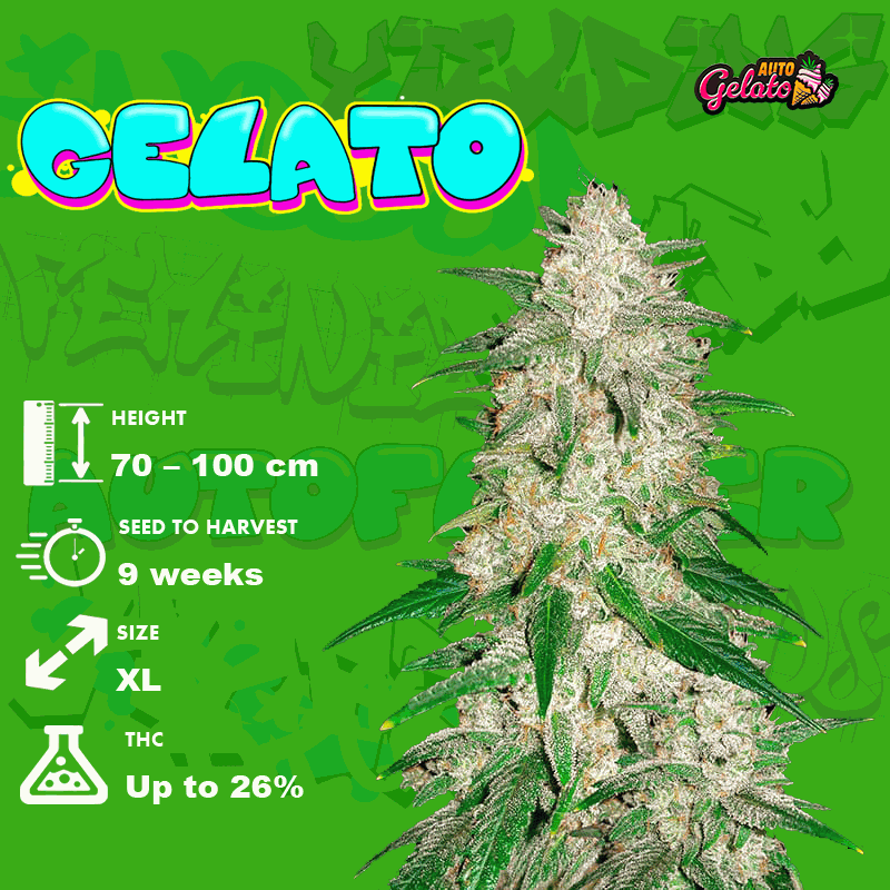 Growing-Cannabis-Gelato