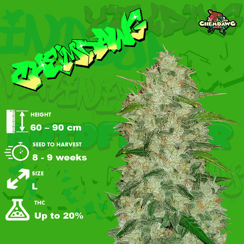 Growing Chemdawg seeds
