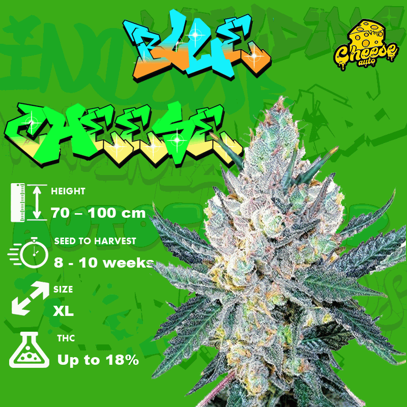 Growing Tips for the Blue Cheese Strain