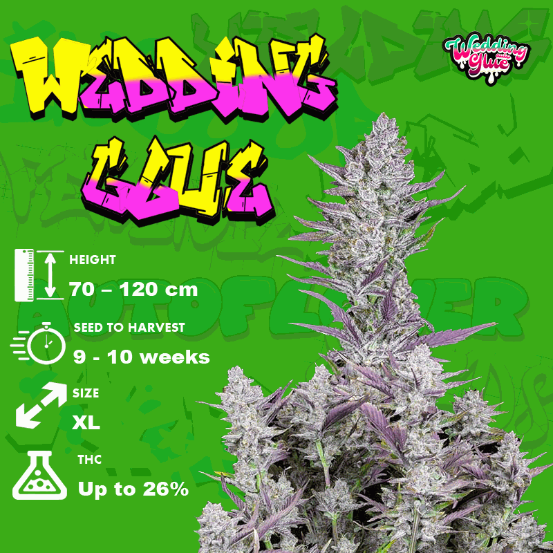 Growing Wedding Glue Strain