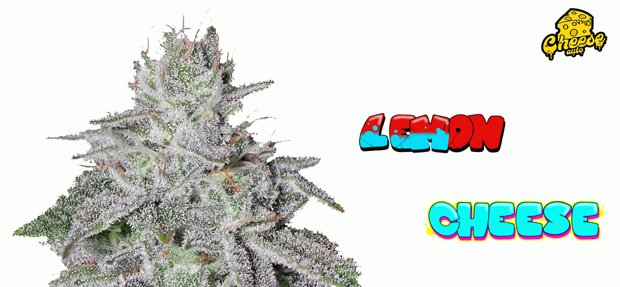 Appearance Lemon Cheese Strain