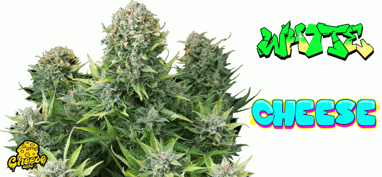White-Cheese-weed