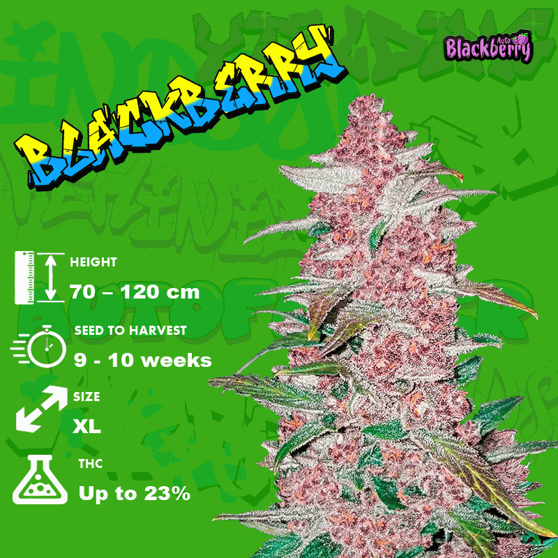 blackberry-grow-info