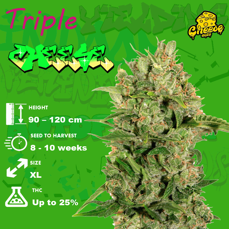 Growing Triple Cheese Seeds