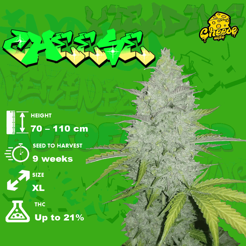 growing Cheese Strain seeds