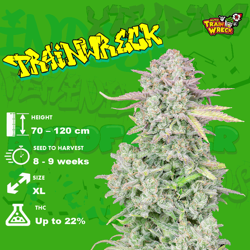 growing-Trainwreck-strain