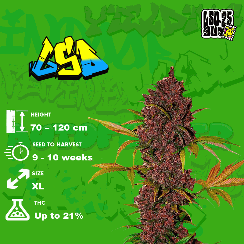 Growing Lsd 25 Strain