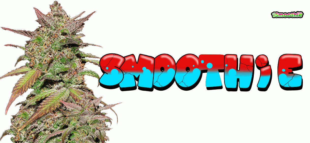 smoothie-weed