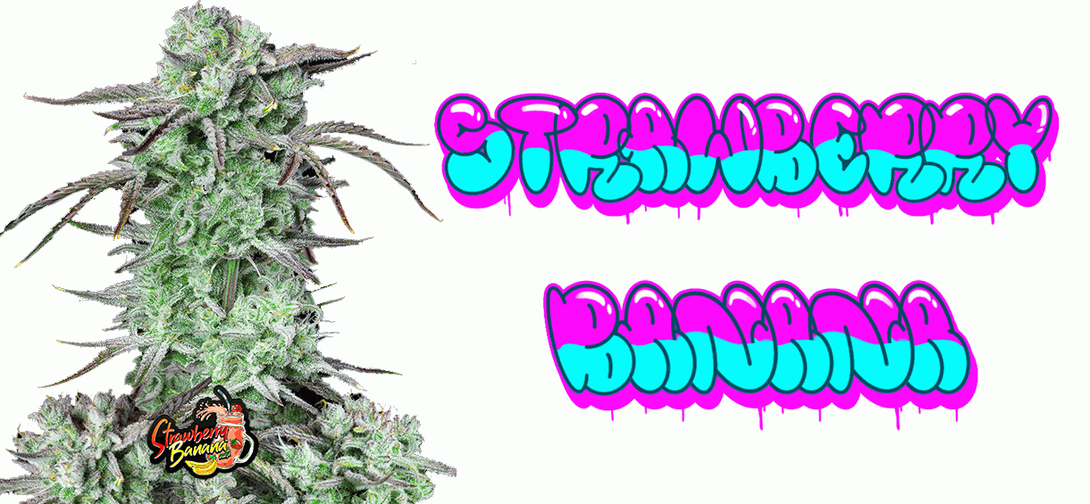 strawberry-banana-strain-auto
