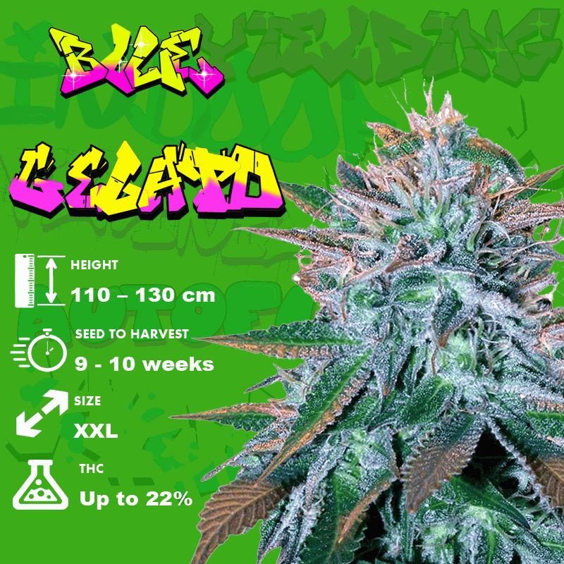 Blue Gelato Strain Growing Tips