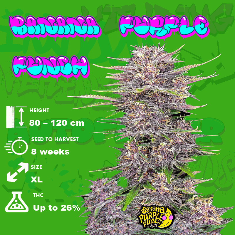 Growing Banana Purple Punch Seeds