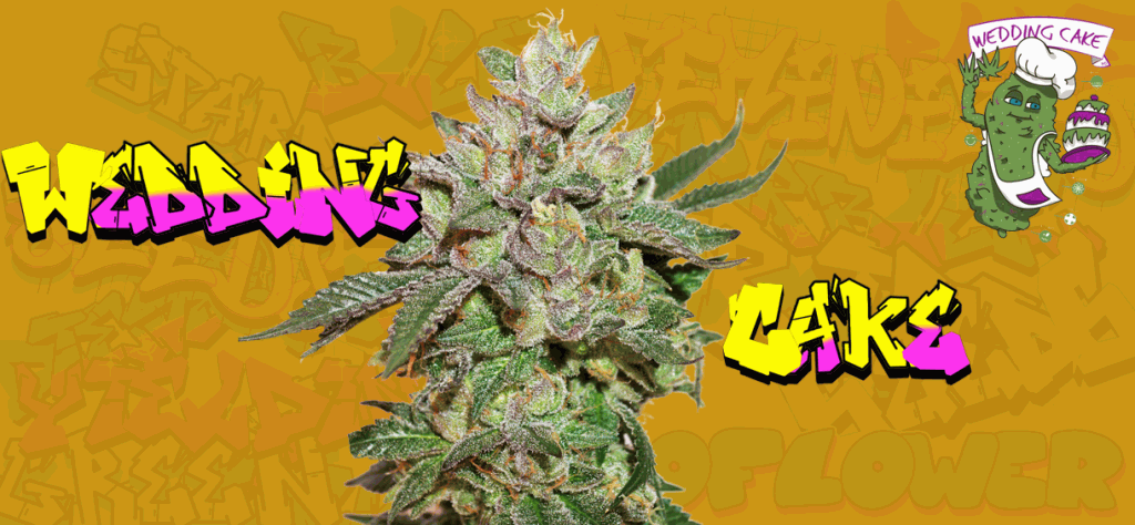 Wedding Cake Strain 🍰🎉 - Review &amp; Information - Cannabis-MD 2024