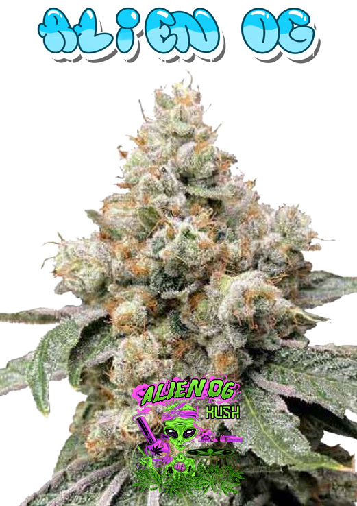 Alien OG seeds