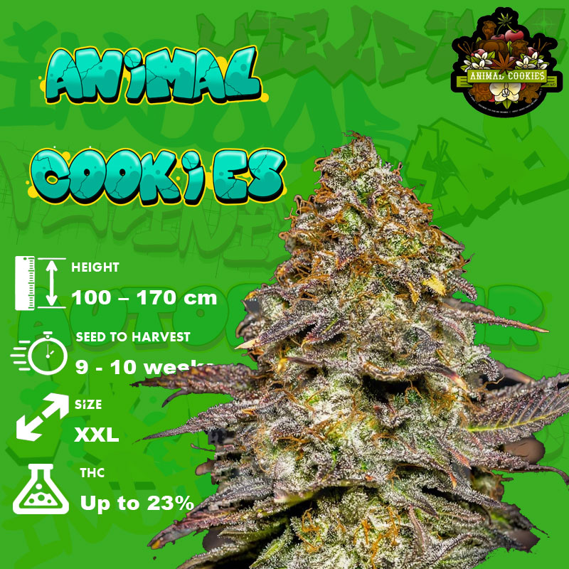 Animal Cookies Strain grow info