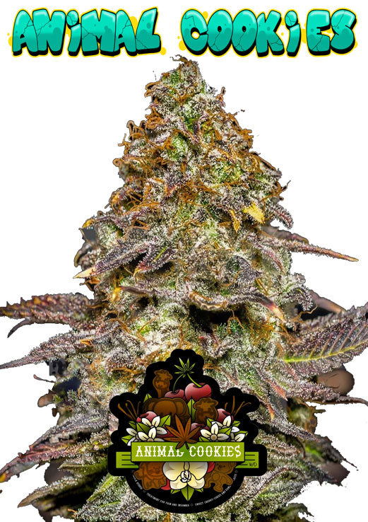 Animal Cookies seeds