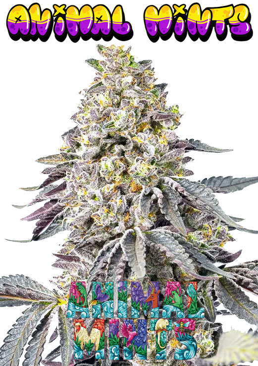 Animal Mints Seeds