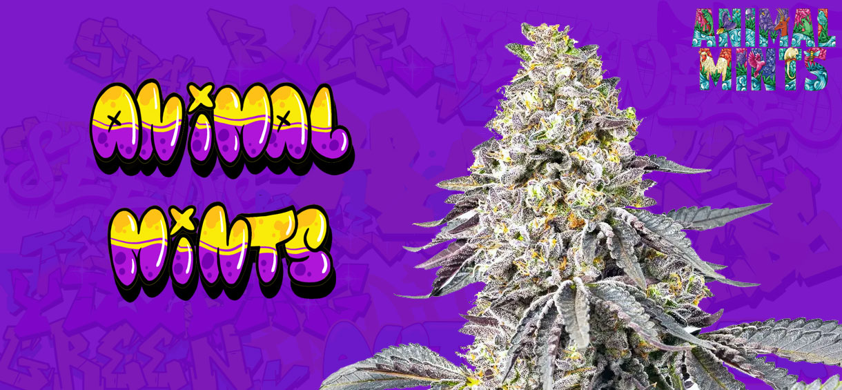 Animal Mints Strain