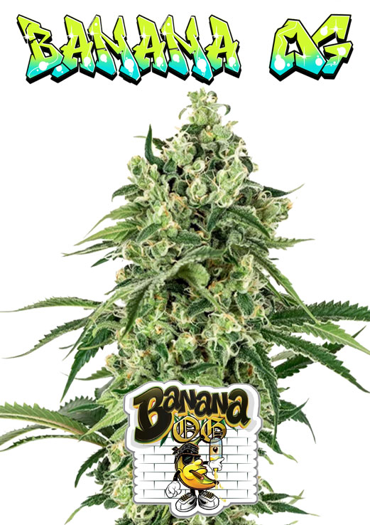 Banana OG Seeds