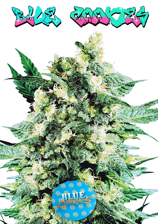 Blue Cookies seeds
